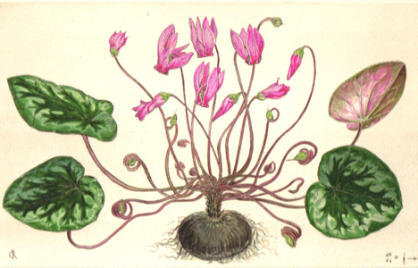 Cyclamen, gravure aquarellée